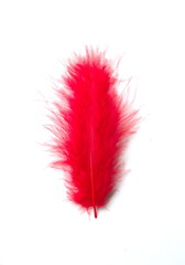Red fluffy bird feather on white background