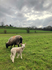 A lamb and a sheep on the green field.