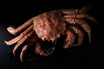 Icy hairy crab laying on the black table and slate board, close up side view.