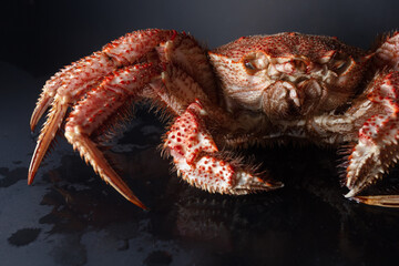 Icy hairy crab laying on the black table and slate board, close up side view.