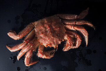Icy hairy crab laying on the black table and slate board, close up side view.