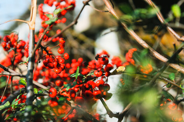 red berries in autumn