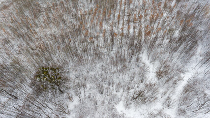 Aerial view of a winter snow-covered pine forest. Winter forest texture. Aerial drone view of a winter landscape.