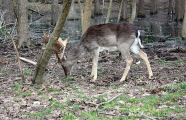 Wild fawn in love in a green glade in an autumnal park