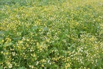 Mustard grows in the field, which will be used as a green organic fertilizer.