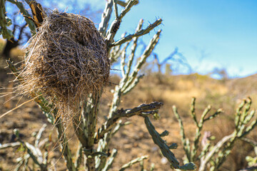 Bird's nest on a Choya beach: Flora Sudcalifornios, sudcalifornia, Cylindropuntia, cactus,...