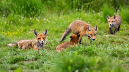 Family of red fox resting on meadow in summertime nature