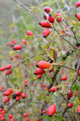 Berries ripen on the branch of a dog rose bush