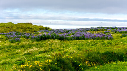 a field of Lupine in Skalanes, near Seydisfjordur, Iceland during a cloudy summer day