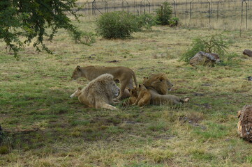 Free lion family