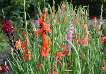 Summer gladiolus bloom