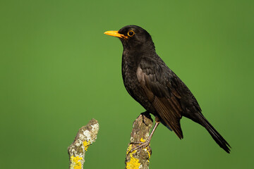 Common blackbird looking on branch in summer nature - obrazy, fototapety, plakaty
