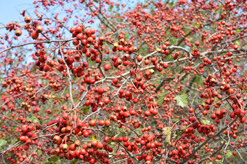 Fototapeta premium Ripened hawthorn berries