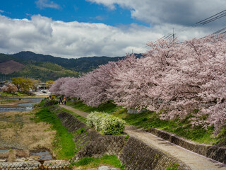 桜咲く河川敷の遊歩道
