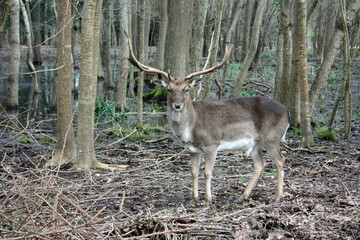 Wild fawn in love in a green glade in an autumnal park