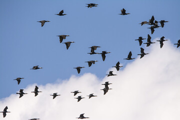 Migrazione, cormorani