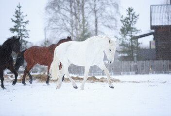 horses in snow