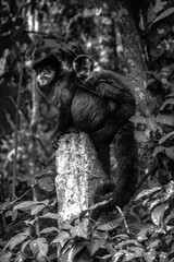 Macaco Prego e seu filhote - Minas Gerais/ Brasil (fotografia Thaís Carolini)