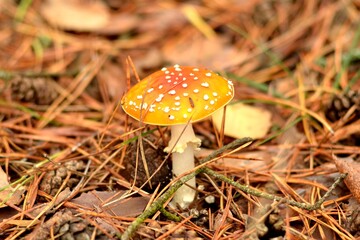 fly agaric mushroom
