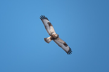 Beautiful bird, rough-legged hawk or buzzard flying in blue sky