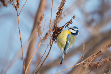 Naklejka premium Single blue tit sitting on the bush