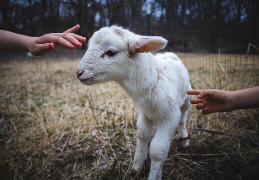 Two children's hands reaching out to pet a newborn ram lamb