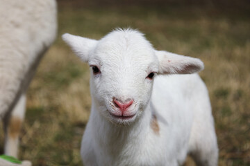 A cute newborn lamb smiling on its first day on earth 