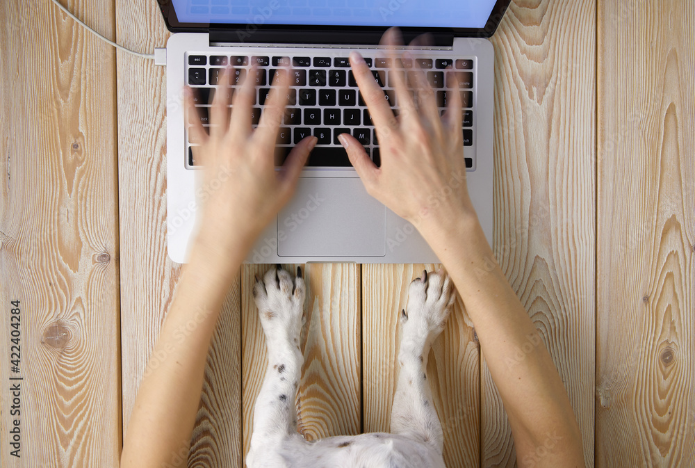 Aufkleber image of woman’s hands typing fast on laptop keyboard with dog’s paws on same tabletop. view from ab