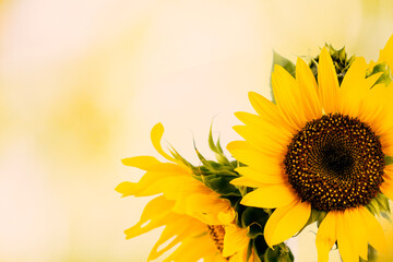 Yellow sunflower and black seeds. background. Ready blooming sunflower with black ripe seeds on a...