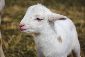 An adorable newborn lamb seeing the world for the first day 