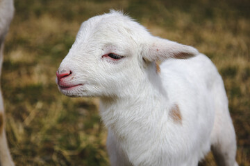 Fototapeta premium An adorable newborn lamb seeing the world for the first day 