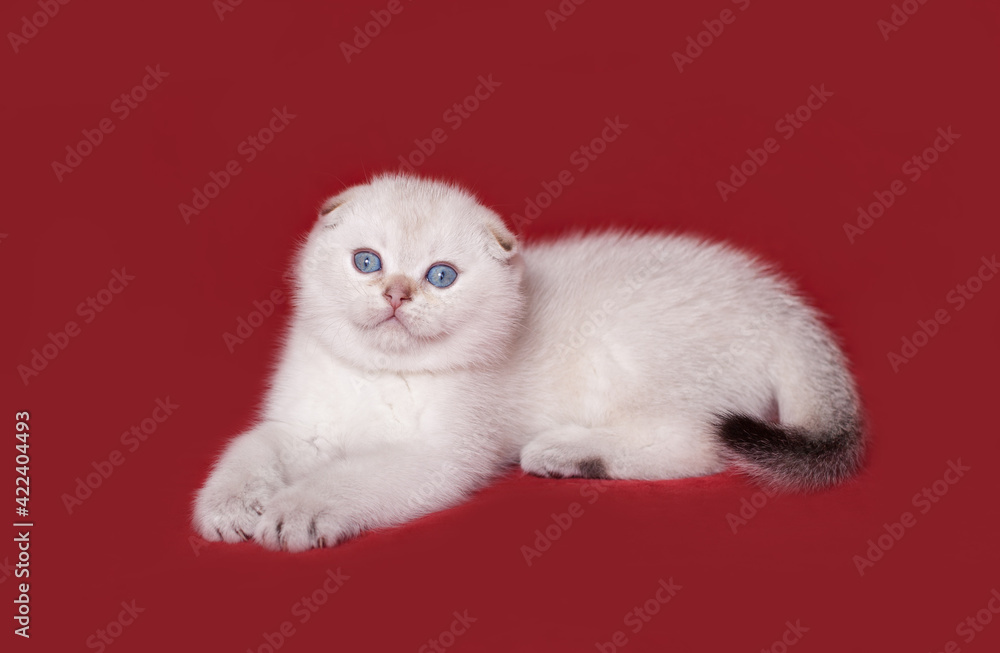 Wall mural scottish fold kitten light color