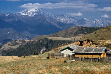 A rural homestead with cows and horses beneath the Himalayas (Mt. Haba and Mt. Jade Dragon) in...