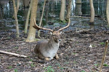 Wild fawn in love in a green glade in an autumnal park