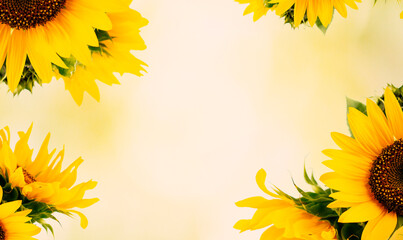Sunflower flower. Colorful flower. Flower in the garden on a sunny summer or spring day. Flower for...