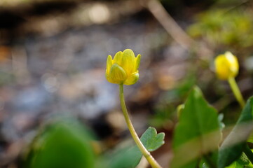 Beautiful little yellow flower blooming during spring season