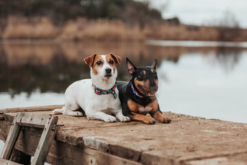 dogs on the lake jack russell and bullterrier 