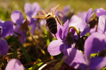 Close up photo of a bee from behind, sitting on a purple flower during spring season