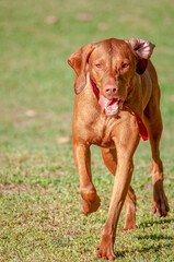 Perro en césped corriendo