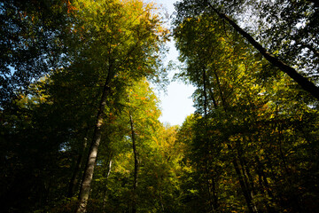 Trees from below in the forest. Landscape of the forest at autumn