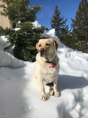 English Labrador Retriever in the snow in Lake Tahoe.