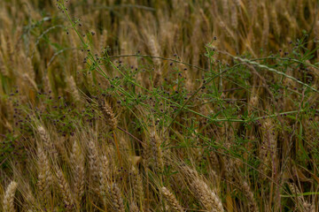 wheat ears with grass on an agricultural field
