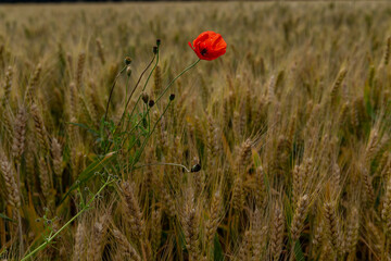 Fototapeta premium red poppy in the middle of a wheat field