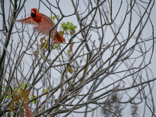 Red Cardinal Flying