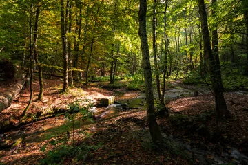 Foto op Plexiglas Landscape of the forest at autumn © senerdagasan