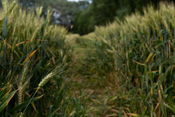 green ears of wheat on an agricultural field