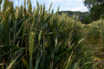 green ears of wheat on an agricultural field
