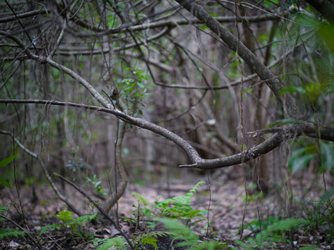 Lost in the Woods