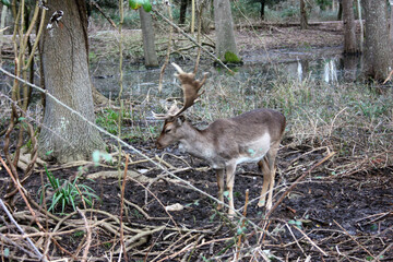 Wild fawn in love in a green glade in an autumnal park