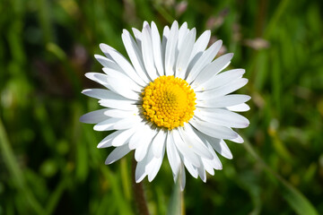 Obraz premium A Blooming daisy in spring